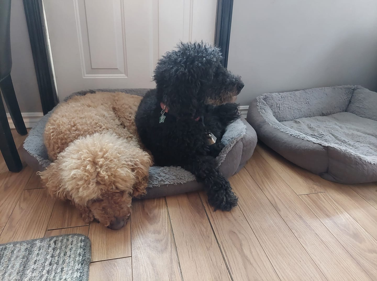 A black standard poodle and golden labradoodle share a dog bed in front of a door